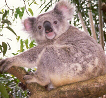 A photo of a koala at the Koala Sanctuary in Pennett Hills, Sydney, Australia